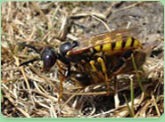 wasp control Chorleywood